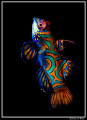 Mandarinfish 